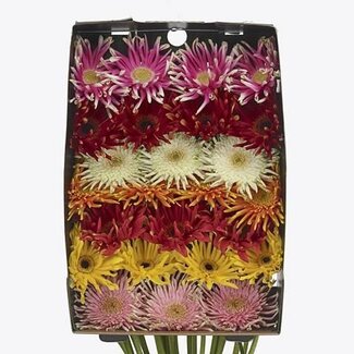 Freshy Gerbera Pasta Mix Gr Aqua | Kleur: Gemengde Kleuren | Lengte ± 50 centimeter | Per 15 verse bloemen