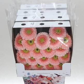 Freshy Gerbera Pomponi Belfi Mi Aqua | Kleur: Roze | Lengte ± 50 centimeter | Per 20 verse bloemen