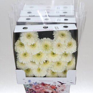 Freshy Gerbera Pomponi Blanco Mi Aqua | Kleur: Wit | Lengte ± 50 centimeter | Per 20 verse bloemen