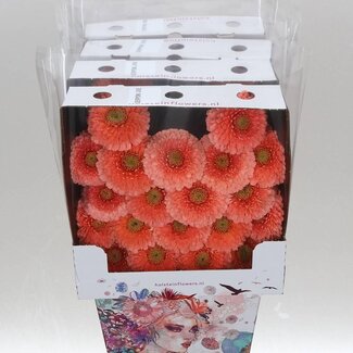Freshy Gerbera Pomponi Jive Mi Aqua | Kleur: Roze | Lengte ± 50 centimeter | Per 20 verse bloemen