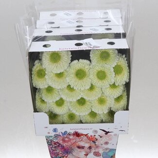 Freshy Gerbera Pomponi Kermit 2.0 Mi Aqua | Kleur: Groen | Lengte ± 50 centimeter | Per 20 verse bloemen