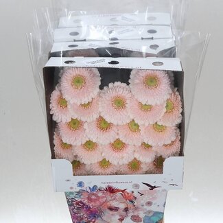 Freshy Gerbera Pomponi Sweetness Mi Aqua | Kleur: Roze | Lengte ± 50 centimeter | Per 20 verse bloemen