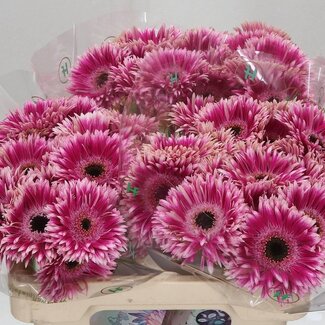 Freshy Ge Aqua Sp Mi Cyta x20