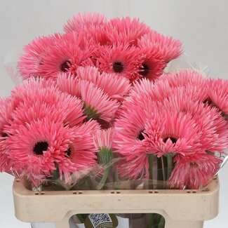 Freshy Ge Aqua Sp Mi Spectacle x20