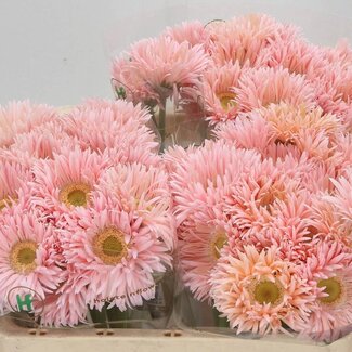 Freshy Gerbera Spider Mi Aqua “Honey” | Kleur: Roze | Lengte ± 50 centimeter | Per 20 verse bloemen