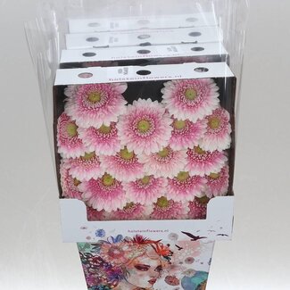 Freshy Gerbera Pomponi Noek Mi Aqua | Kleur: Roze | Lengte ± 50 centimeter | Per 20 verse bloemen