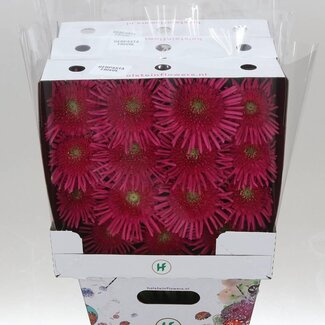 Freshy Gerbera Pasta Frivol Gr Aqua | Kleur: Roze | Lengte ± 50 centimeter | Per 15 verse bloemen