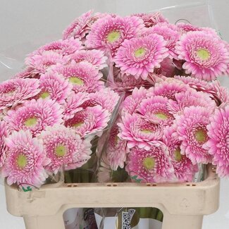 Freshy Germini Aqua Pomponi “Noek” | Kleur: Roze | Lengte ± 50 centimeter | Per 20 verse bloemen