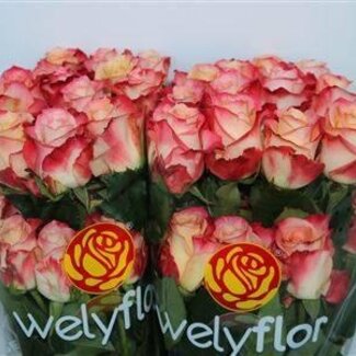 Freshy Grootbloemige Roos “Caberet” | Kleur: Wit Roze | Lengte ± 50 centimeter | Per 25 verse bloemen