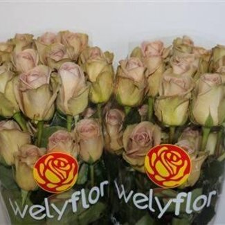 Freshy Grootbloemige Roos “Amnesia” | Kleur: Paars | Lengte ± 60 centimeter | Per 25 verse bloemen