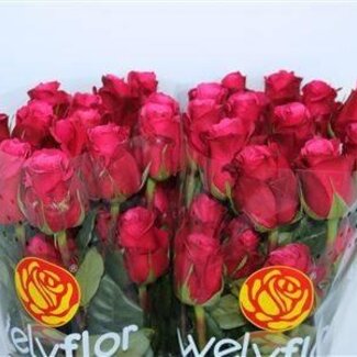 Freshy Grootbloemige Roos “Cherry-o” | Kleur: Roze | Herkomst Ecuador | Lengte ± 60 centimeter | Per 25 verse bloemen