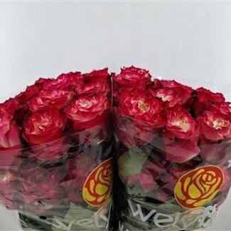 Freshy Grootbloemige Roos “Apple Jack” | Kleur: Rood | Herkomst Ecuador | Lengte ± 60 centimeter | Per 25 verse bloemen