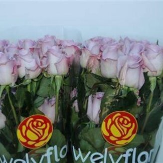 Freshy Grootbloemige Roos “Ocean Song” | Kleur: Paars | Herkomst Ecuador | Lengte ± 50 centimeter | Per 25 verse bloemen