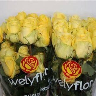 Freshy Grootbloemige Roos LL “Minion Rose” | Kleur: Geel | Lengte ± 50 centimeter | Per 25 verse bloemen