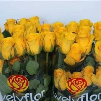 Freshy Grootbloemige Roos “Brighton” | Kleur: Geel | Lengte ± 40 centimeter | Per 25 verse bloemen
