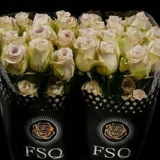 Freshy Grootbloemige Roos “Early Grey” | Kleur: Grijs | Herkomst Ecuador | Lengte ± 50 centimeter | Per 20 verse bloemen