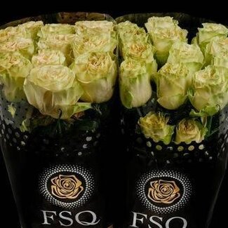 Freshy Grootbloemige Roos “Dynamic” | Kleur: Wit | Herkomst Ecuador | Lengte ± 50 centimeter | Per 20 verse bloemen