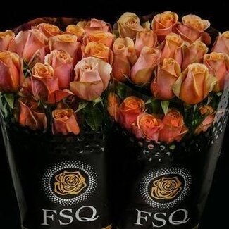 Freshy Grootbloemige Roos “Golden Mustard” | Kleur: Bruin | Herkomst Ecuador | Lengte ± 60 centimeter | Per 20 verse bloemen