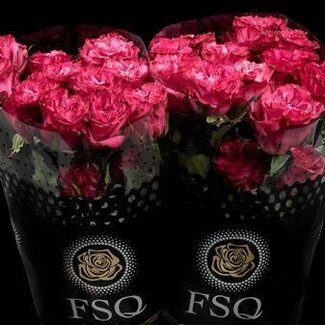 Freshy Grootbloemige Roos “Country Blues” | Kleur: Roze | Herkomst Ecuador | Lengte ± 60 centimeter | Per 20 verse bloemen