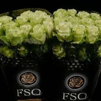 Freshy Grootbloemige Roos “Lemonade” | Kleur: Groen | Herkomst Ecuador | Lengte ± 70 centimeter | Per 20 verse bloemen