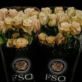 Freshy Grootbloemige Roos “Sahara” | Kleur: Geel | Herkomst Ecuador | Lengte ± 50 centimeter | Per 20 verse bloemen