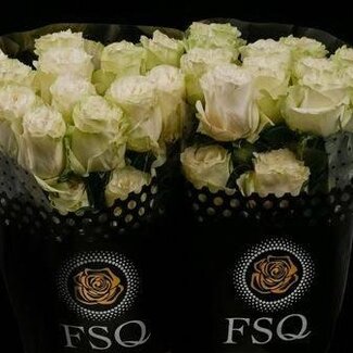 Freshy Grootbloemige Roos “Moonstone” | Kleur: Wit | Herkomst Ecuador | Lengte ± 80 centimeter | Per 20 verse bloemen