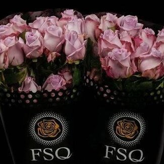 Freshy Grootbloemige Roos “Ocean Song” | Kleur: Paars | Herkomst Ecuador | Lengte ± 50 centimeter | Per 20 verse bloemen