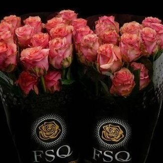 Freshy Grootbloemige Roos “Samba Pa Ti” | Kleur: Oranje | Herkomst Ecuador | Lengte ± 50 centimeter | Per 20 verse bloemen