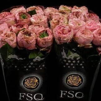 Freshy Grootbloemige Roos “Pride Of Jane” | Kleur: Roze | Herkomst Ecuador | Lengte ± 50 centimeter | Per 20 verse bloemen