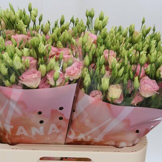 Freshy Eustoma Lisianthus Gevuld “Rosi Champagne” | Kleur: Pink | Lengte ± 70 centimeter | Per 10 stelen verse bloemen