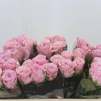 Freshy Grootbloemige Roos “Addicted 2 Love” | Kleur: Paars | Lengte ± 50 centimeter | Per 10 verse bloemen