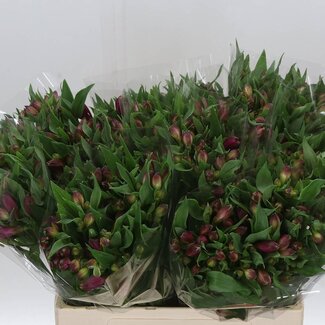 Freshy Alst.kort Casanova