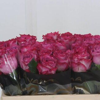 Freshy Grootbloemige Roos “Garcia” | Kleur: Paars | Lengte ± 50 centimeter | Per 10 verse bloemen