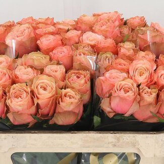 Freshy Grootbloemige Roos “Kahala” | Kleur: Roze | Lengte ± 70 centimeter | Per 10 verse bloemen