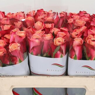 Freshy Grootbloemige Roos “Helene” | Kleur: Roze | Lengte ± 70 centimeter | Per 10 verse bloemen