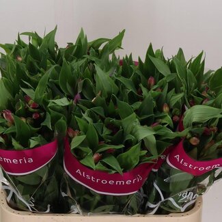 Freshy Alstroemeria Casanova