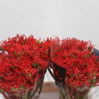 Freshy Jatropha Podagrica “Firecrack” | Kleur: Rood | Lengte ± 40 centimeter | Per 10 verse bloemen