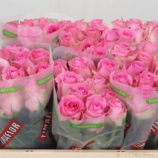 Freshy Grootbloemige Roos “Revival” | Kleur: Roze | Lengte ± 50 centimeter | Per 10 verse bloemen