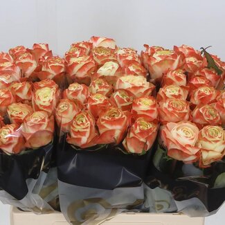 Freshy Grootbloemige Roos “Karma-bb” | Kleur: Oranje | Lengte ± 60 centimeter | Per 10 verse bloemen