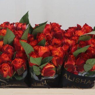 Freshy Grootbloemige Roos “Atomic” | Kleur: Rood | Lengte ± 50 centimeter | Per 20 verse bloemen