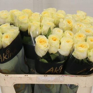 Freshy Grootbloemige Roos “Buttercup” | Kleur: Oranje | Lengte ± 70 centimeter | Per 10 verse bloemen