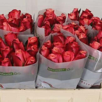 Freshy Grootbloemige Roos “Helene” | Kleur: Roze | Herkomst Ecuador | Lengte ± 50 centimeter | Per 20 verse bloemen