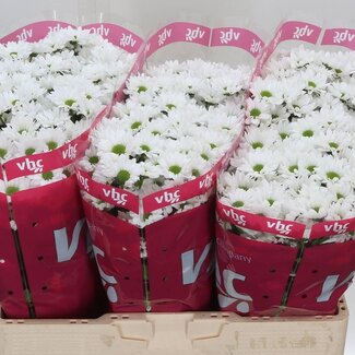 Freshy Chrysanthemum Chrysant Santini “Inzell” | Kleur: Blauw Geel | Lengte ± 55 centimeter | Per 25 stelen verse bloemen