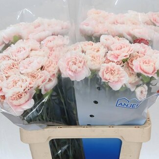 Freshy Hollandse Anjer “Altair” | Kleur: Roze | Lengte ± 60 centimeter | Per 20 verse bloemen