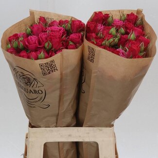 Freshy Hollandse Trosroos “Domino” | Kleur: Roze | Lengte ± 60 centimeter | Per 10 verse bloemen