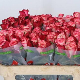 Freshy Grootbloemige Roos “Spark Condor” | Kleur: Roze | Lengte ± 70 centimeter | Per 10 verse bloemen