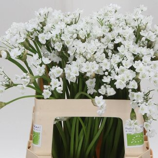 Freshy Allium Flocon