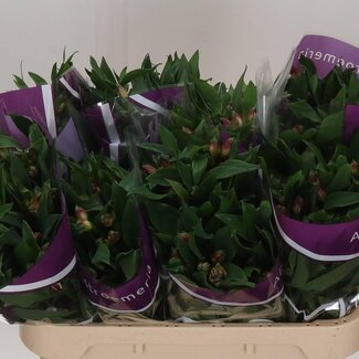 Freshy Alstroemeria Carline