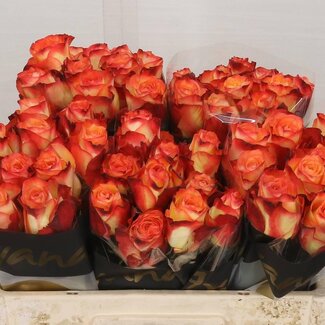 Freshy Grootbloemige Roos “Habari” | Kleur: Oranje | Lengte ± 50 centimeter | Per 20 verse bloemen