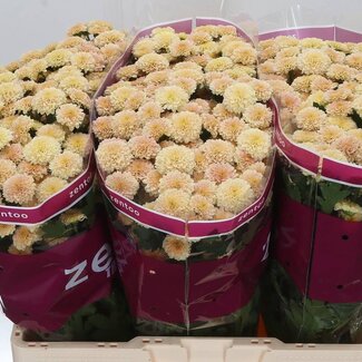 Freshy Chrysant santini Miller Apricot